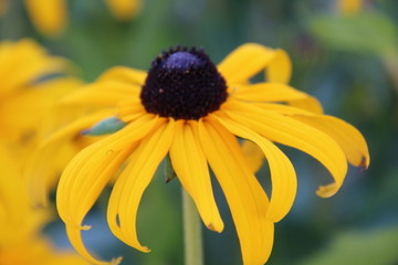 Rudbeckien - Sonnenhut im Garten