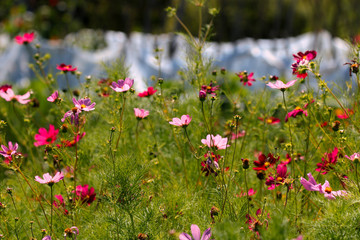 Obraz na płótnie Canvas Meadow of summer flowers