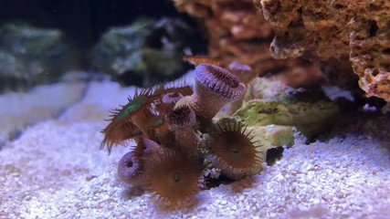 Beautiful zoanthus colony polyp coral in aquarium. Timelapse video.