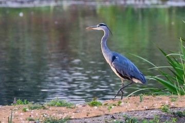 Grey Heron by a lake