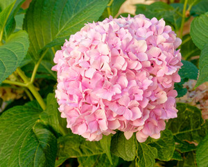 pink hortensia natural bouquet closeup