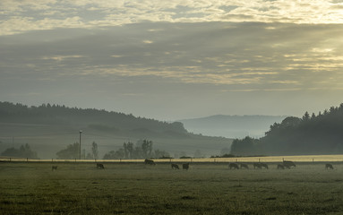 Cows on a meadow at sunrise