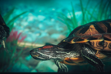 Isolated close-up of a red-eared slider turtle red-eared terrapin in a pond