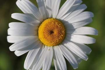 Fototapeta premium Chamomile garden. white flowers of Russian chamomile daisy. Beautiful nature scene with blooming medical chamomilles in sun flare. Alternative medicine Spring Daisy. Summer flowers.