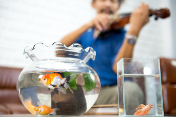 The guy playing violin in his free time for his fish. Relax time with his beloved fish and violin