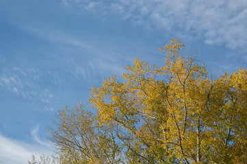 Fototapeta premium Yellow autumn tree in blue sky