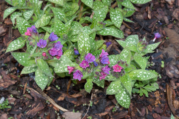Pulmonaria officinalis blooming in spring park, ornamental garden plant and medicinal herb