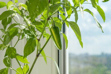 Variegated chili pepper cultivar Fish with striped pod ripening on window sill,  close up