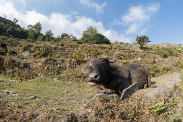 buffalo sit on the ground
