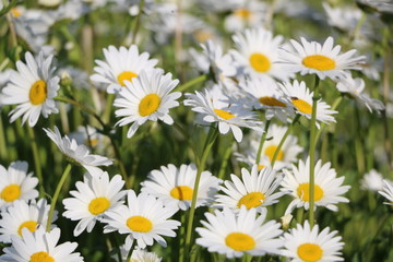 Chamomile garden. white flowers of Russian chamomile daisy. Beautiful nature scene with blooming medical chamomilles in sun flare. Alternative medicine Spring Daisy. Summer flowers.
