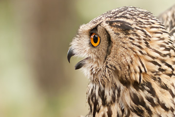 Owl portrait of the Bengali breed