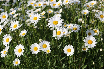 Obraz premium Chamomile garden. white flowers of Russian chamomile daisy. Beautiful nature scene with blooming medical chamomilles in sun flare. Alternative medicine Spring Daisy. Summer flowers.