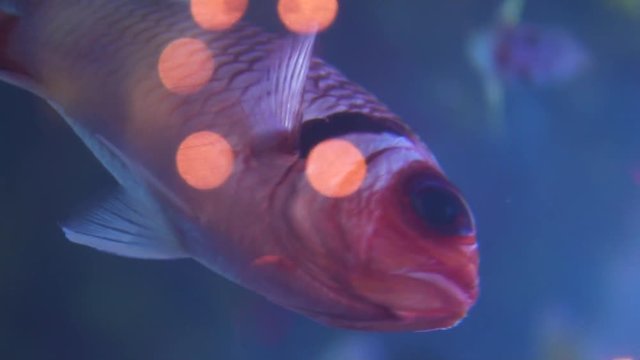 fish swimming in aquarium