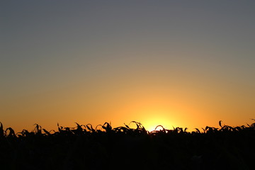 Fototapeta na wymiar Sunset in the field