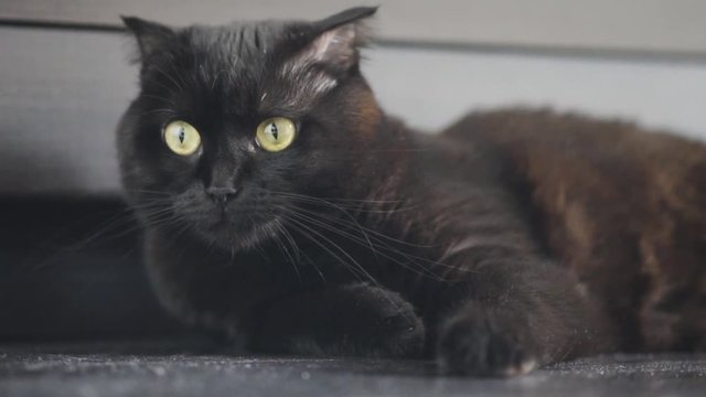 black cat chillin