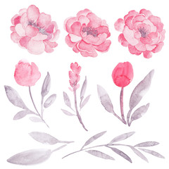 Gentle watercolor illustration of peony flowers and leaves in light pink and grey colors. Watercolor decor elements for wedding cards and invitations.