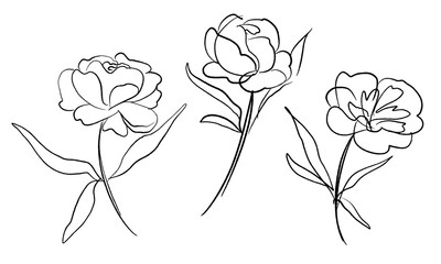 Collection of hand drawn vector artistic peony flowers isolated on white background. Floral decoration elements for wedding card design.
