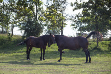 Two horses on the meadow at animal shelter surrounded by trees.