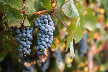 Two bunches of Syrah wine grapes on colorful vine at sunset
