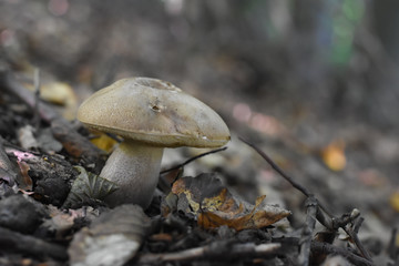 Fototapeta premium Boletus edulis - edible mushroom. Brown boletus mushroom, penny bun, porcini, cep, porcini, king bolete
