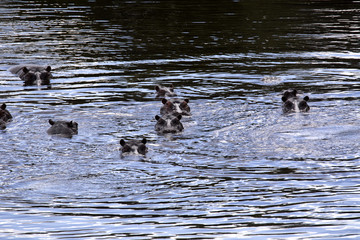 Hippopotamus Hippopotamus amphibius, in Boteti river, Makgadikgadi National Park, Botswana