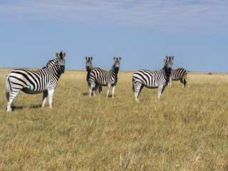 Fototapeta na wymiar Damar zebra herd, Equus burchelli antiquorum, in tall grass in Makgadikgadi National Park, Botswana