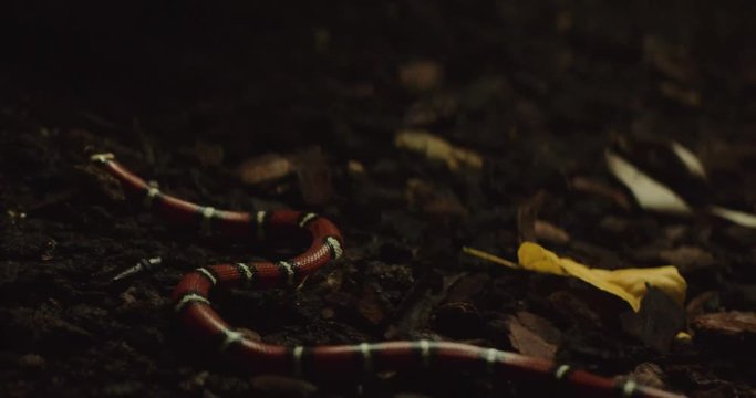 Shot on Red 6k 85fps