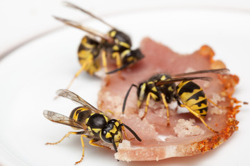 Wasps cutting meat from a slice of ham