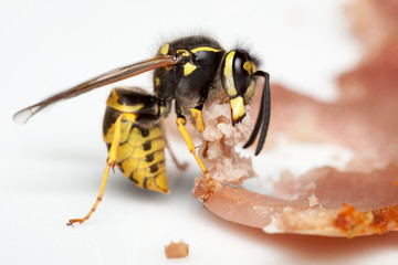 Wasp cutting meat from a slice of ham