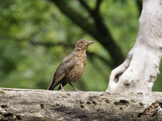 Blackbird, Turdus merula