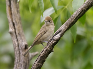 Blackcap, Sylvia atricapilla