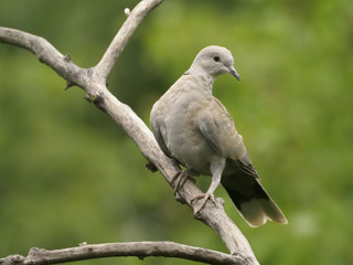 Collared dove, Streptopelia decaocto