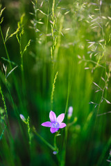 Obraz na płótnie Canvas Harebell purple flower blooming close view