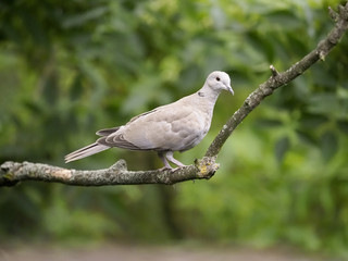 Fototapeta premium Collared dove, Streptopelia decaocto