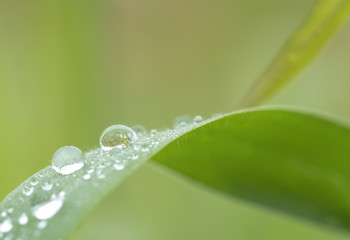 water drops on grass