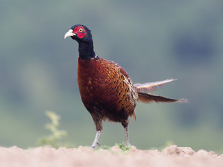 Common pheasant, Phasianus colchicus