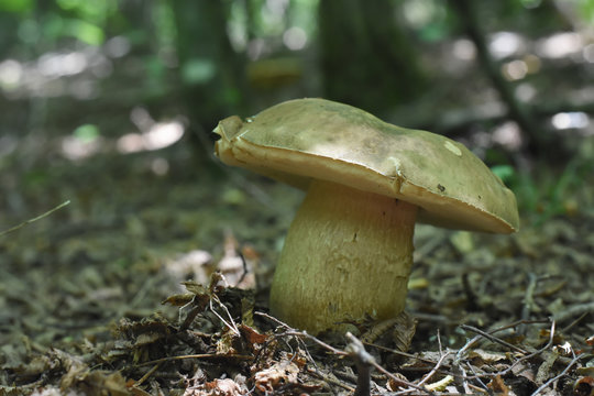 Boletus edulis - edible mushroom. Brown boletus mushroom, penny bun, porcini, cep, porcini, king bolete