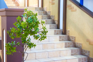 Green tree by the stairs. The stairs are covered with ceramic tiles.