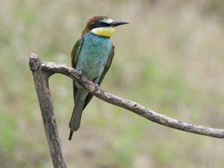 European bee-eater, Merops apiaster