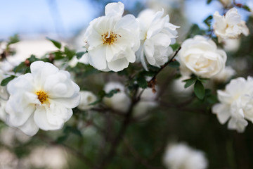 Fototapeta na wymiar White rose rosa spinosissima blooming