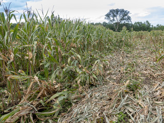 dry corn field