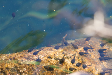 Tadpoles swimming in clear water © Juhku