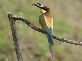 European bee-eater, Merops apiaster