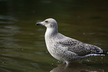 Young wild seagull standing