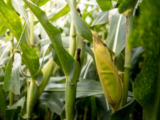 corn field