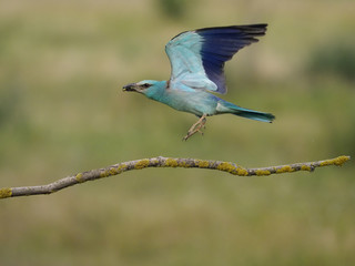 European roller, Coracias garrulus