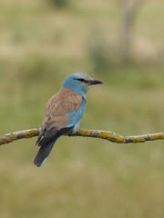 European roller, Coracias garrulus