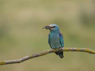 European roller, Coracias garrulus