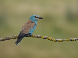 European roller, Coracias garrulus
