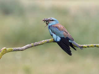 European roller, Coracias garrulus